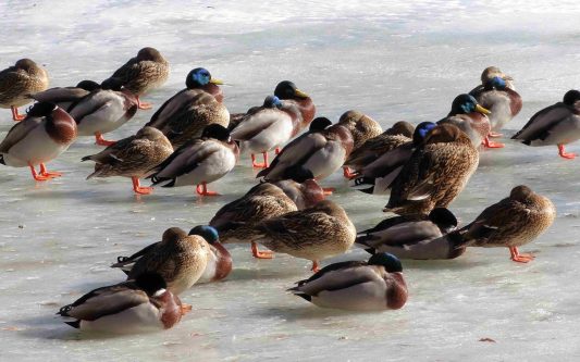 Sleeping Ducks on Ice
