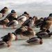 Sleeping Ducks on Ice